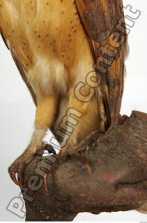Barn owl - Tyto alba  0066